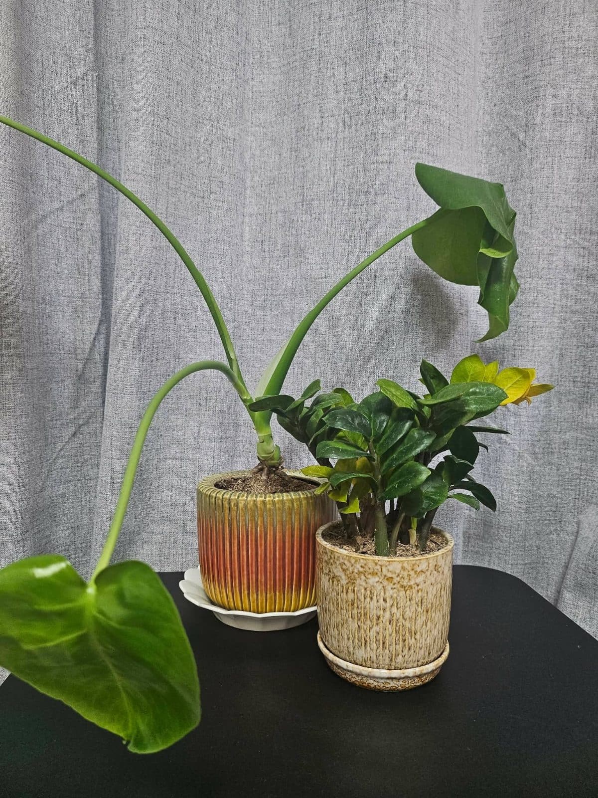 Plants (set of two)