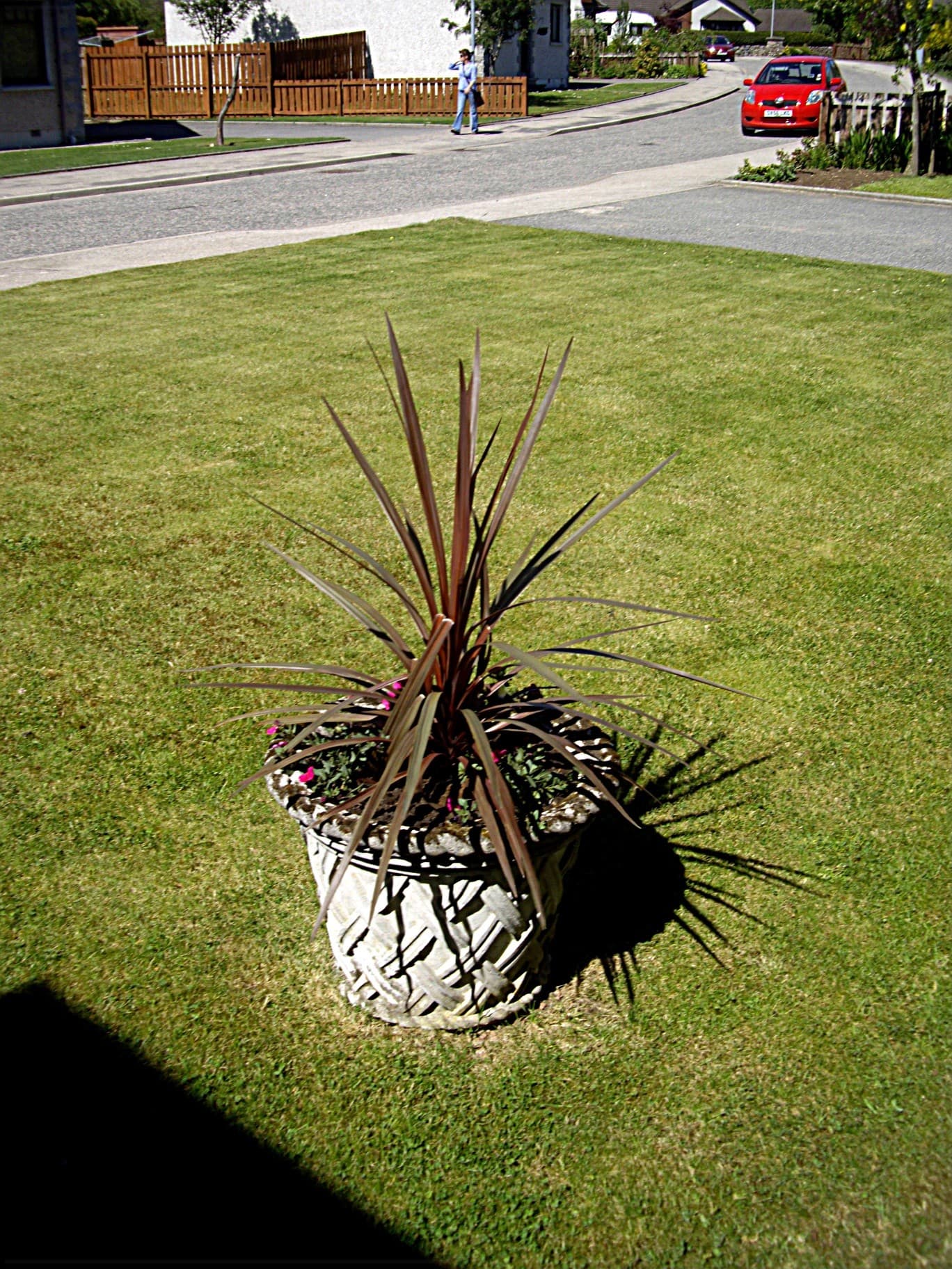 Potted plant, easy care